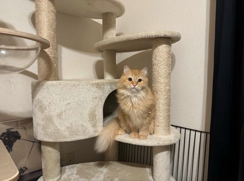 エマちゃん（提供：ネコランドさん）