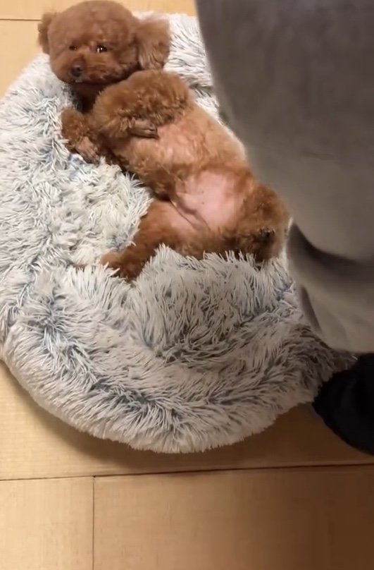 提供：Leo トイプードルさん