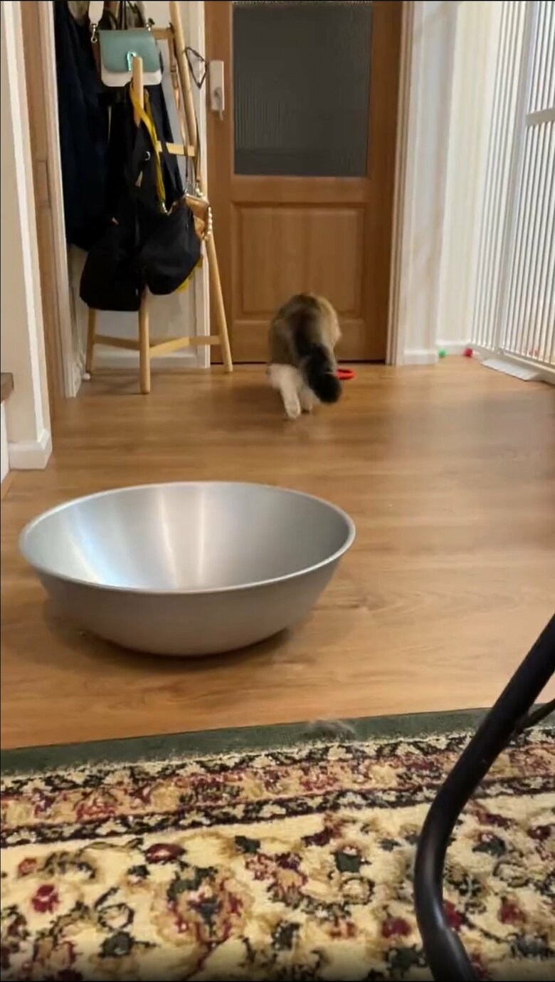 提供：しろあん でっかい北欧猫さん