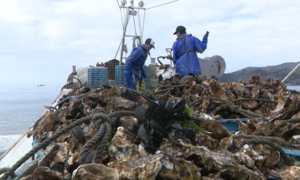 「水産業復興特区」導入から14年　民間の参入が導いた持続可能な漁業の形　ベテランから若手へつながる浜の未来