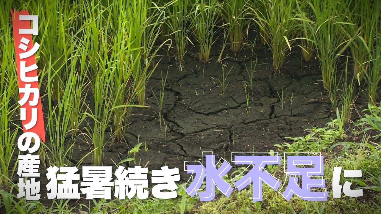 猛暑続き“コシヒカリの産地”に異変…“水不足”で田んぼにひび割れ・葉も変色「一等米作るのは大変…これからが心配」新潟