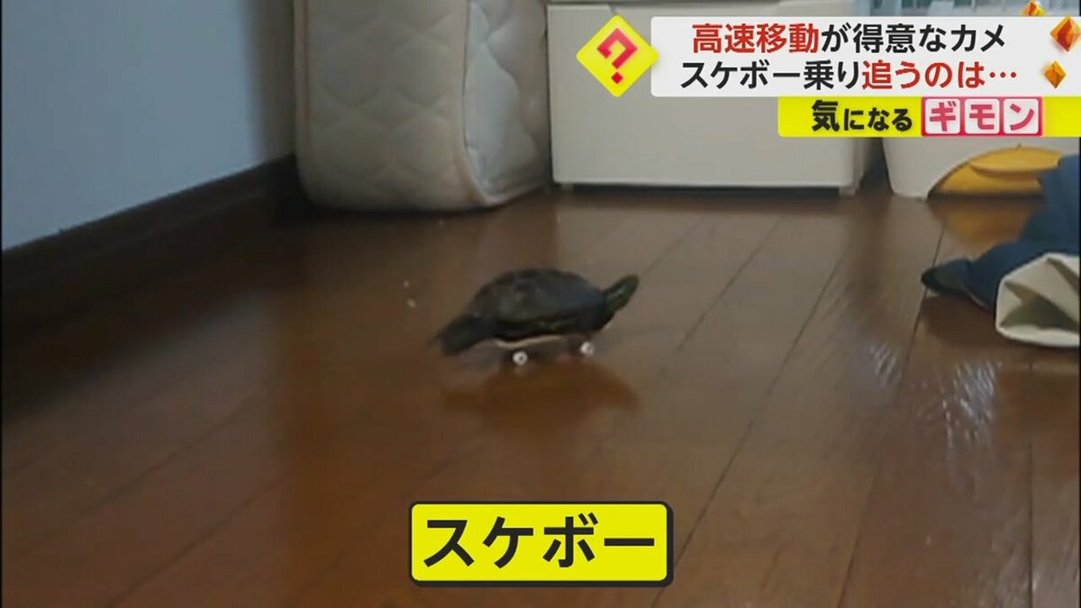 速っ！」カメが“スケボー”で高速移動 猫を追いかけ回す姿がSNSで話題