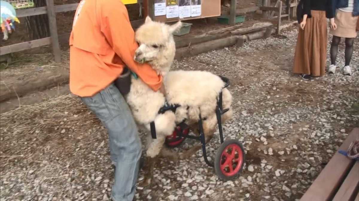 3本脚のアルパカが ダービー 出走 頑張った 観客を感動させたその雄姿 長野発