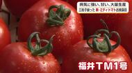 病気に強い！甘い！大量生産可能！三拍子そろったミディトマトが誕生　8年の歳月かけ農業試験場などが開発　販売時期やブランド名は検討中