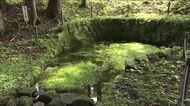 福島県で52年ぶり　「ビャッコイ」が国の天然記念物に指定へ　北半球で唯一　白河市表郷に自生する水草