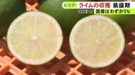 国産は流通量の1％程と希少…南国のフルーツ『ライム』の収穫が最盛期 約1.5トンを道の駅等に出荷へ 三重県紀宝町