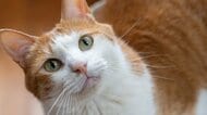 猫が水をよく飲むのは病気のサイン？腎臓病・糖尿病・甲状腺機能亢進症…猫の病気の基礎知識