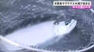 「淡路島サクラマス」水揚げ始まる　桜色の春の味覚を楽しんで　南あわじ市福良漁港で養殖　タマネギの皮入りエサで育つ