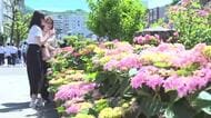 修学旅行生も「暑い！」　アイスが「めっちゃおいしい」　午前中から真夏日のところも　長崎市の眼鏡橋周辺には約1300鉢のアジサイ
