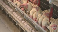 「経験したことない餌の価格に」苦境訴える養鶏場　“光熱費高騰”や“鳥インフルエンザ”影響も【愛媛発】