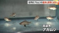 “世界初”と発表…高級魚『アカムツ』の水槽内での産卵とふ化し…