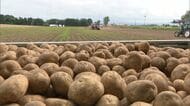 【ジャガイモ】アメリカ産輸入解禁へ動き加速…国内産の8割を生産する北海道は大きな痛手…“天敵”の病害虫「ジャガイモシストセンチュウ」侵入リスクも高まる 農家からは反対の声相次ぐ