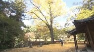 “樹齢600年”…色鮮やかに輝くイチョウの大木 市民の常識覆す“赤いスープ”のちゃんぽんも登場! 愛媛で感じる秋