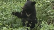 クマから住民を守ろう…中四国の関係省庁が集まり初の意見交換会　各地の対策など意見交換【岡山】