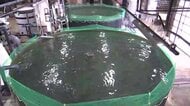 久慈市にトラウトサーモン陸上養殖施設　国内初の国産設備施設　岩手県