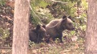 【ヒグマ速報】札幌市街地でクマ2頭が居座る―北海道初の緊急銃猟を一時発表 周辺の住宅街で通行制限や避難誘導を実施―山林に立ち去り解除も「また出没することは十分に考えられる」