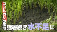 猛暑続き“コシヒカリの産地”に異変…“水不足”で田んぼにひび割れ・葉も変色「一等米作るのは大変…これからが心配」新潟