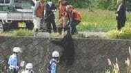 クマ1頭を駆除　体重78.5キロのオス　小学校の通学路にも出没「これで落ち着いてくれれば」　19日から市街地で目撃相次ぐ　長野・千曲市