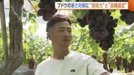 【ブドウ農家】「気温40℃超を想定」“技術力”と“品種選定”で暑さ対策！高温でも色づき・品質良いブドウに　新潟