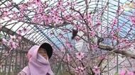 淡いピンクの花一輪一輪、丁寧に…県内で唯一「温室桃」を栽培の勝央町で桃の花の授粉作業始まる【岡山】