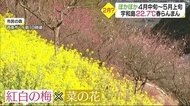ぽかぽか陽気で宇和島は5月上旬並みの気温 西条の公園では花の競演【愛媛】