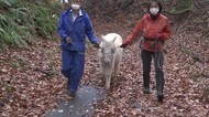越冬準備 ポニーが畜舎へお引越し