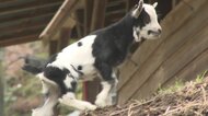 見た目は子ウシだけど…鳴き声は「メエ~」 白黒まだらのヤギの赤ちゃん誕生【岡山発】