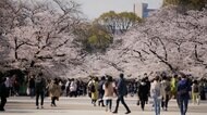 2020年の連休上回る人出も 桜の名所