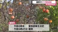 鶴岡市でクマ緊急銃猟　実施は6例目　県がクマ対策緊急会議・12月補正予算案に5300万　山形・鶴岡市