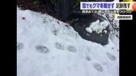 勝山市役所近くでクマの足跡が多数見つかる　住宅の庭に垣根を破って侵入か　福井