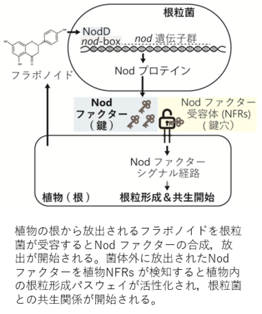 マメ科植物と共生する根粒菌の多様性を解明 -持続可能な農業への応用に期待-