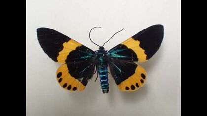 南方系のガ「キオビエダシャク」愛媛で初確認　幼虫は庭木のイヌマキ食害　今後に注意【愛媛】