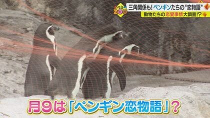 ペンギンたちの“三角関係”　略奪愛の行方は…動物園の「恋愛事情」を大調査【愛媛発】
