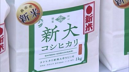 試験栽培の暑さに強い米の品種 燕市産「新大コシヒカリ」販売【新潟・燕市】
