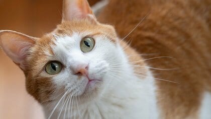 猫が水をよく飲むのは病気のサイン？腎臓病・糖尿病・甲状腺機能亢進症…猫の病気の基礎知識