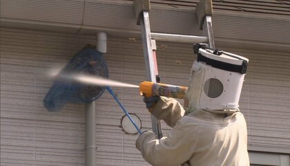 スズメバチに異変！巣の駆除依頼が早くもピークに…スズメバチハンターが語る活動時期が早まる理由