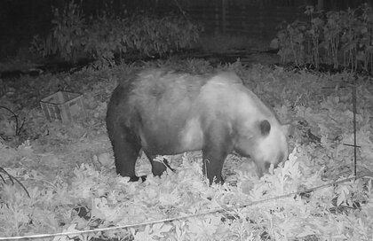 【ヒグマ速報】“スイカ三昧”2日連続でクマ出没―夜の畑に数時間居座り“ガブリ”とかぶりつく姿をキャッチ―約15個被害・ネコとバトルも？住民「駆除しないと来年は作れない」＜北海道江差町＞