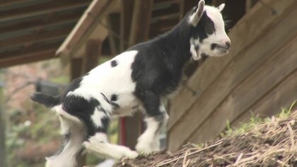見た目は子ウシだけど…鳴き声は「メエ～」　白黒まだらのヤギの赤ちゃん誕生【岡山発】