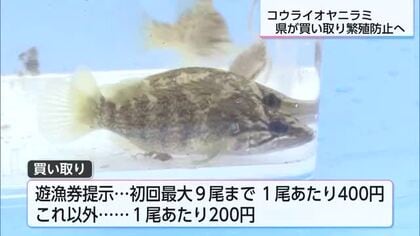 1尾200円で「買い取り駆除」開始　特定外来生物「コウライオヤニラミ」繁殖防止で宮崎県