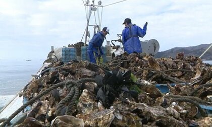 「水産業復興特区」導入から14年　民間の参入が導いた持続可能な漁業の形　ベテランから若手へつながる浜の未来