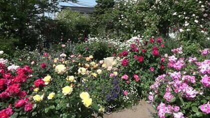 初夏のバラが見頃　色とりどりの200株が鮮やかなコントラスト　福井市の福祉施設で6月上旬まで一般開放