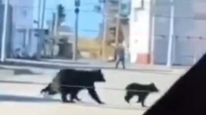 【ヒグマ速報】「やだこわい！クマだ！」幼稚園バスの近くに3頭のクマ出没＿園児らは車内にいて無事…住宅街を徘徊する親子グマの姿をキャッチ＜北海道浦河町＞