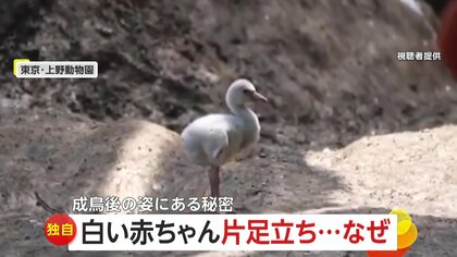 【独自】330万回再生！フラミンゴの赤ちゃん何度も片足上げて「ヨロッ」　もしかして…片足立ちの練習？　上野動物園