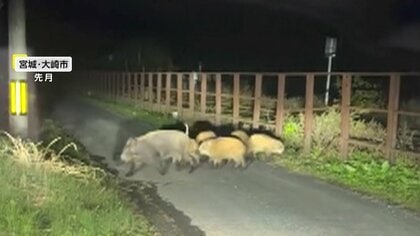 「大きな黒い物体固まって…」自宅近くに親子連れ7匹のイノシシがぞろぞろ　そば畑荒らす“厄介者”電気柵設置も“いたちごっこ”