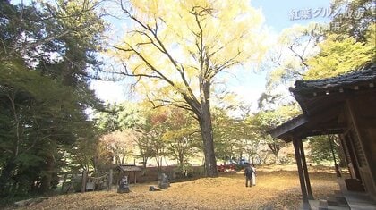 “樹齢600年”…色鮮やかに輝くイチョウの大木　市民の常識覆す“赤いスープ”のちゃんぽんも登場！ 愛媛で感じる秋