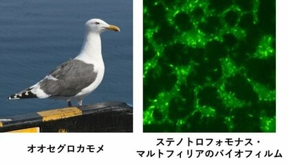 【摂南大学】海を渡るカモメ、薬剤耐性菌も運ぶ可能性