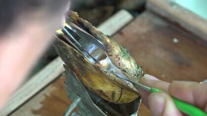 「若狭パール」の核入れ作業始まる　猛暑で海水温30度に…“吊るす深さ”など変え対応　12月には美しいパールに【福井】