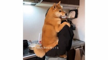 1歳娘を見て覚えた？人間の赤ちゃんのように抱っこで甘える柴犬がかわいい…どのくらい甘えん坊なのか飼い主に聞いた
