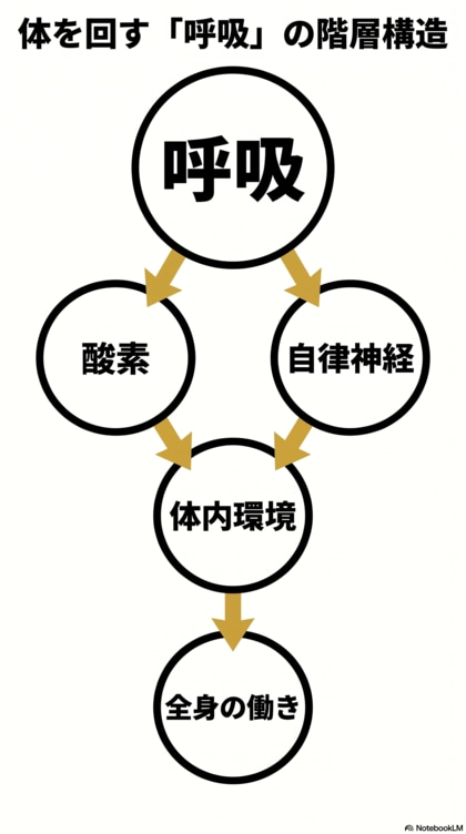 免疫は--“暴れない力”で決まる！