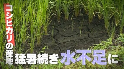猛暑続き“コシヒカリの産地”に異変…“水不足”で田んぼにひび割れ・葉も変色「一等米作るのは大変…これからが心配」新潟
